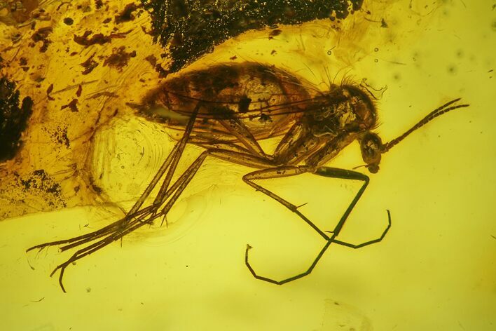 Detailed Fossil Fly (Diptera) In Baltic Amber